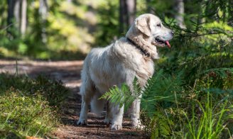 La maladie de Lyme chez le chien
