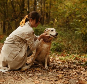 Puces et tiques en automne