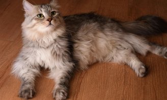 L'arthrose chez le chat