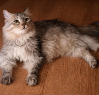 L'arthrose chez le chat