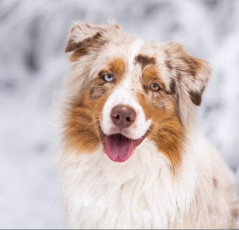 Le chien et la neige
