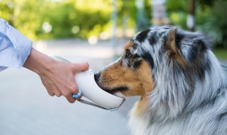 Quelle eau donner à un chien ou un chat ?