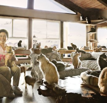 The Cat House on the Kings