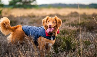 Les vêtements pour chien