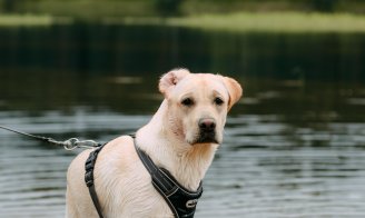 Le Labrador adore l'eau