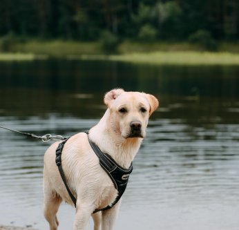 Le Labrador adore l'eau