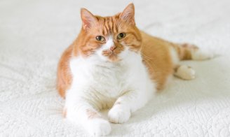 Comment vaincre l'obésité du chat