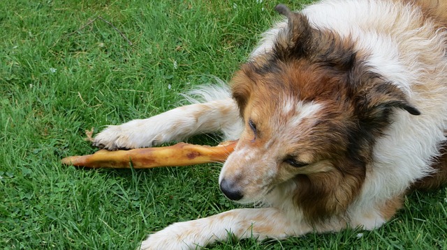 5 aliments dangereux pour le chien