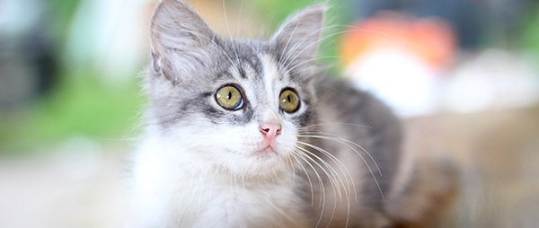 Les aliments qui peuvent tuer un chat