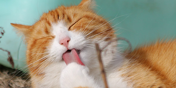 boule de poils chez le chat