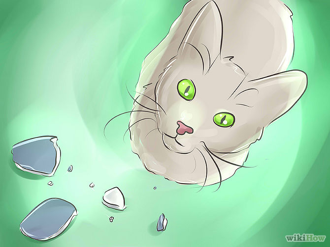 cat proof objets fragiles