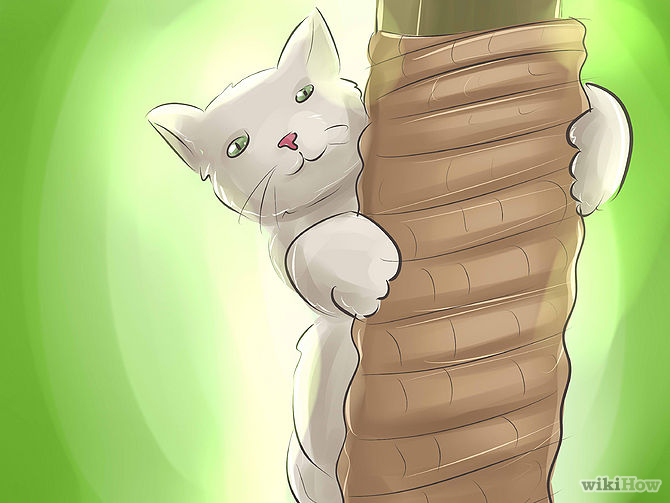 cat proof eviter les griffes des chats sur les meubles