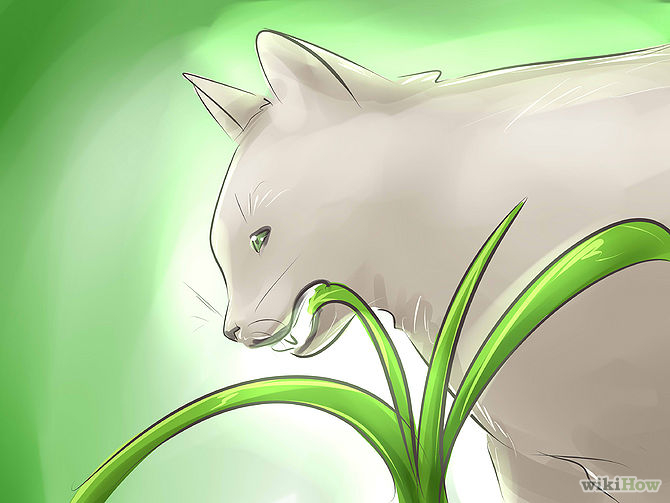 cat proof les plantes