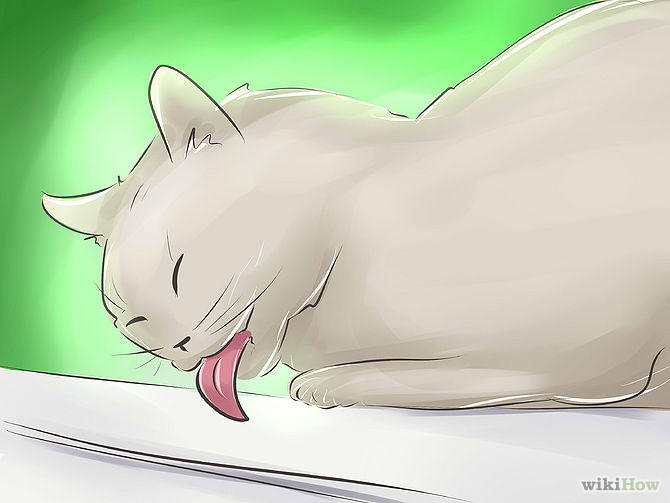 cat proof produits de nettoyage