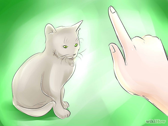 cat proof fenetres et balcon