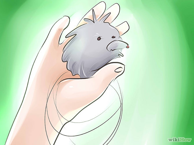 cat proof jouets du chat