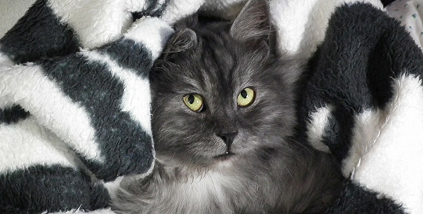 conseils chat urine litiere