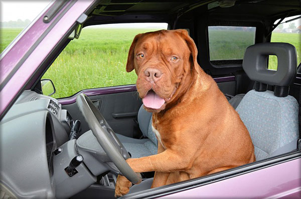 comment transporter son chien en voiture comment transporter son chien en voiture