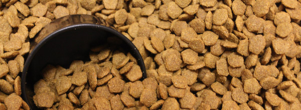 croquettes ou pâté pour chien