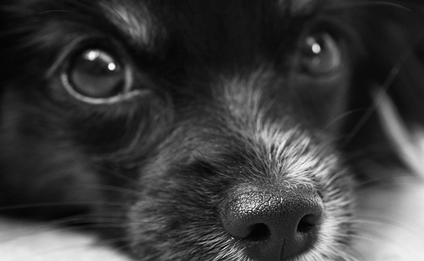 diarrhée chez le chien