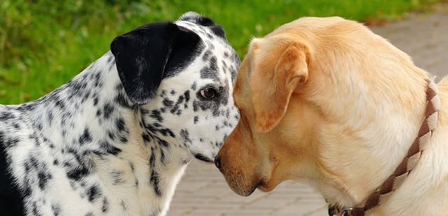sociabilisation education du chien
