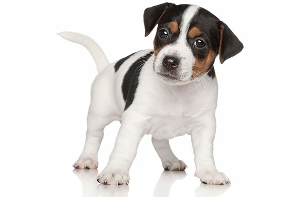 gastro enterite chez le chien