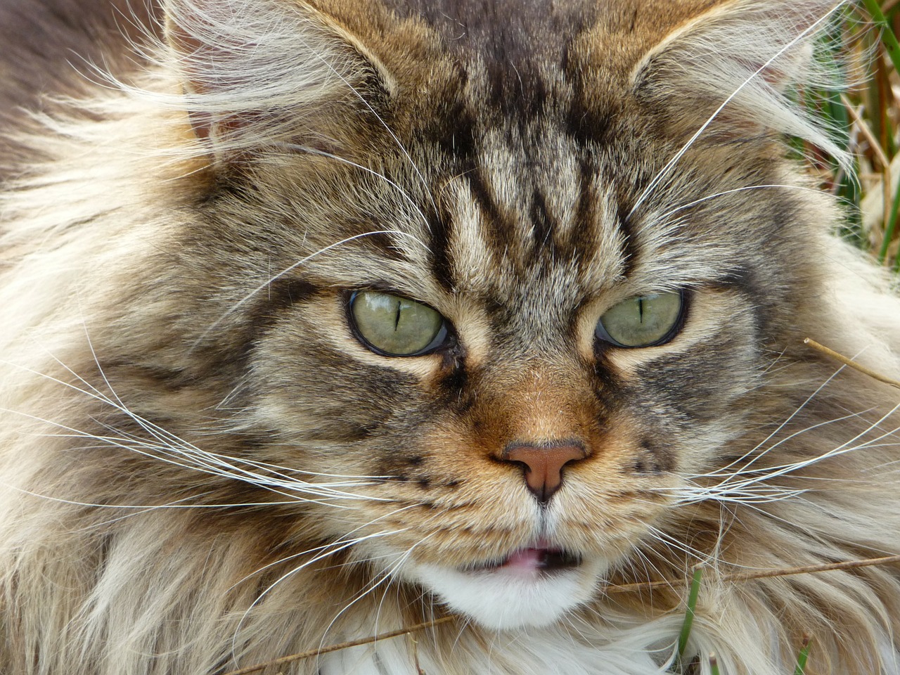 chat maine coon enfant