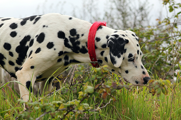 plantes dangereuses pour chien chat