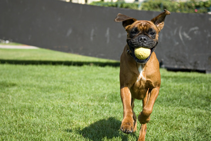 Chien de race Boxer