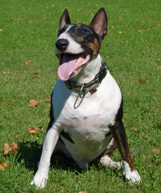 Bull Terrier