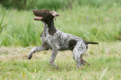 race chien braque allemand