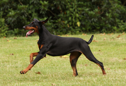 Race de chien doberman