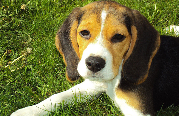 pourquoi on aime tant les chiens