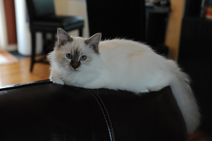 chat race sacre de birmanie