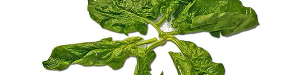 Epinard légume sain pour chien sante chien epinard