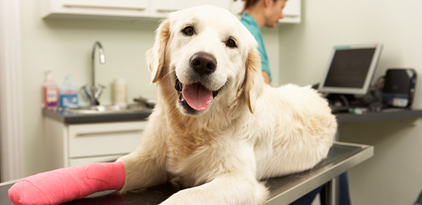 les maladies graves chez le chien