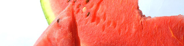 sante chien pasteque