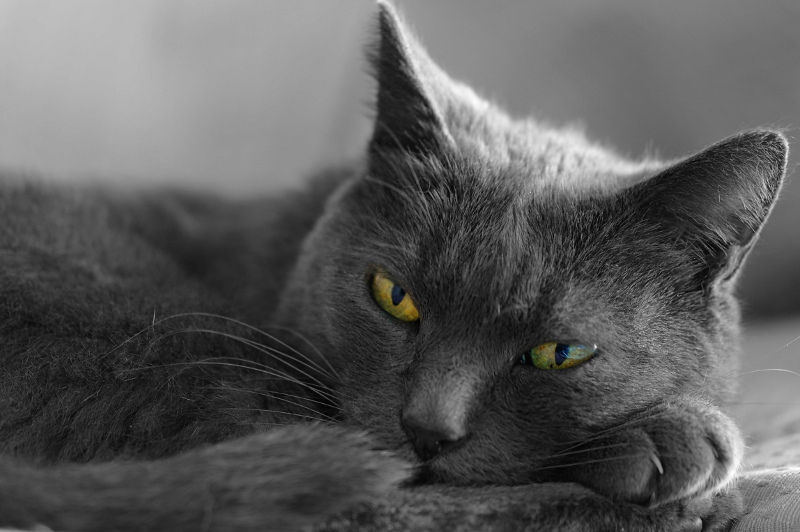 temperature chez le chat