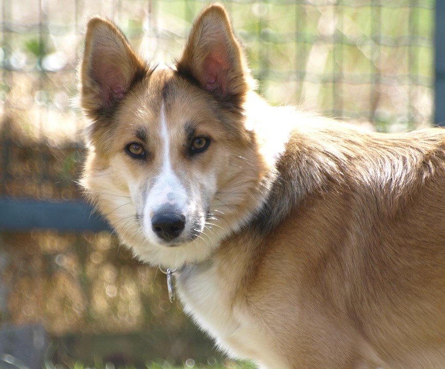 La stérilisation chez la chienne