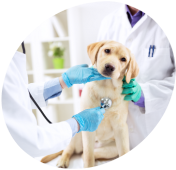 LES ÉCHOGRAPHIES CHEZ LES CHIENS ET LES CHATS