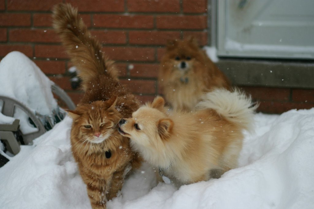 Chiens et chats hiver