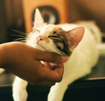 comportements des chats