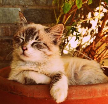 cohabiter avec son chat