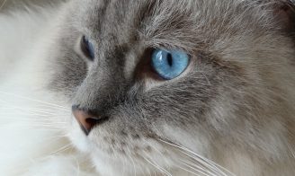 Races de chat le mieux adaptées à la vie en intérieur