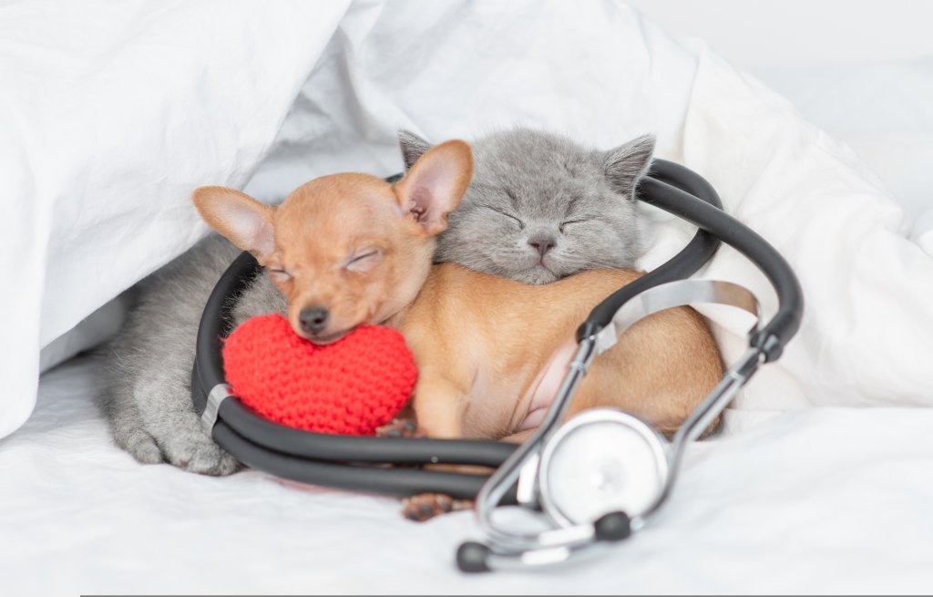 cohabitation entre chien et chat