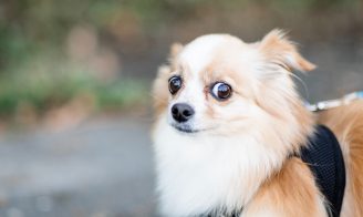 chien peur de l'orage