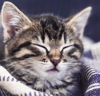 Le sommeil chez le chat et le chaton