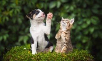 Les dangers du printemps : chiens et chats