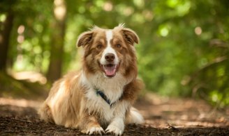 Chenilles processionnaires : danger pour les chiens et les chats