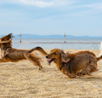Dangers de l'été pour les chiens et chats